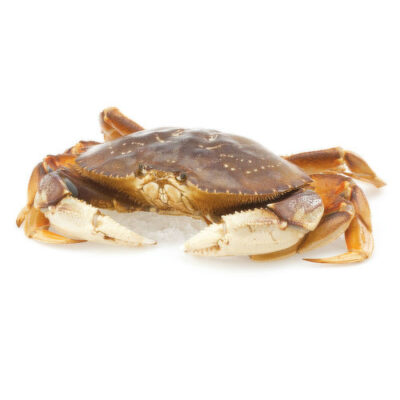 FRESH DUNGENESS CRAB (1.7 LB)