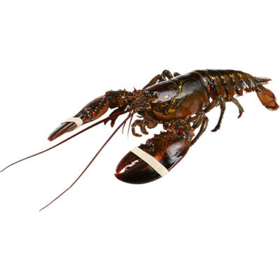 FRESH LOBSTER (1.5 LB)