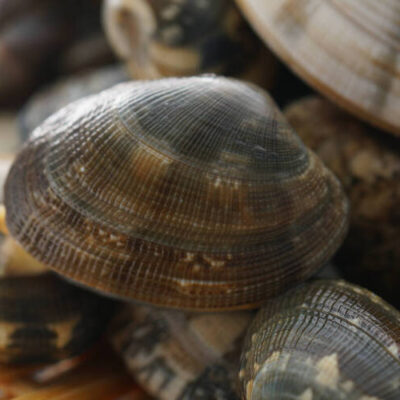 FRESH MANILA CLAM