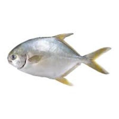 GOLDEN POMFRET (500/600) – 18 LB