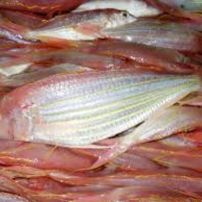 GOLDEN THREAD (200/300) – 22 LB