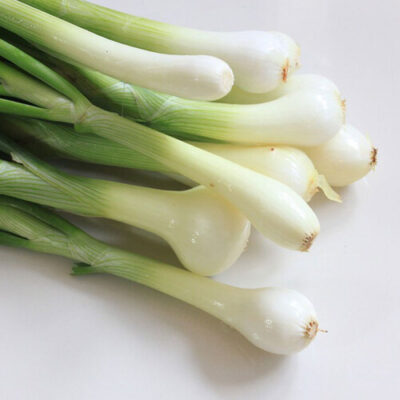 GREEN ONIONS – 48 BUNCH