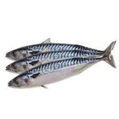 MACKEREL (NORWAY) 300/400 – 22 LB