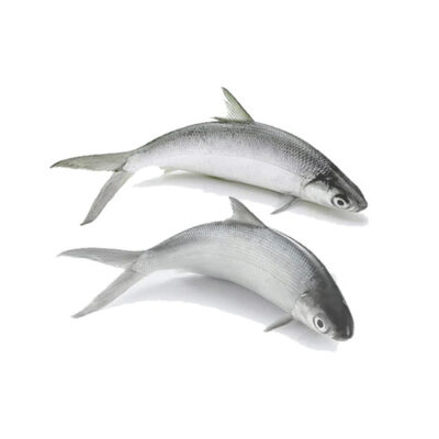 MILK FISH (600/800) – 9 LB