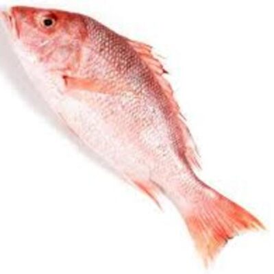 RED COD (SNAPPER)