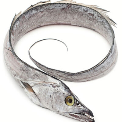 RIBBON FISH (200/400) – 30 LB