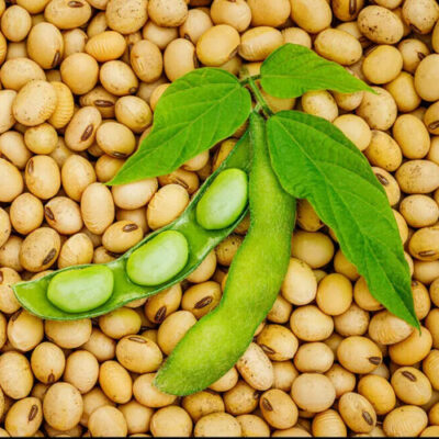 SOY BEANS