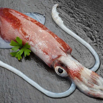 SQUID WHOLE LARGE – 18 LB