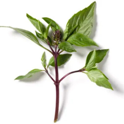 THAI BASIL