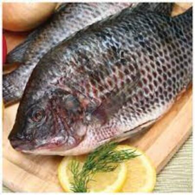 TILAPIA CLEANED GGS (350/550) – 9 LB