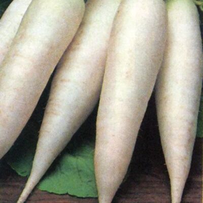 WHITE RADISH (DAIKON)