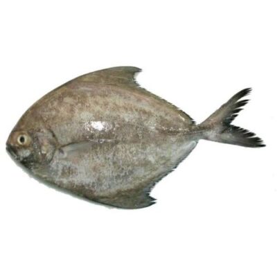 BLACK POMFRET (500/800) – 22 LB