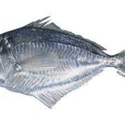 BUTTERFISH (200/300) – 22 LB