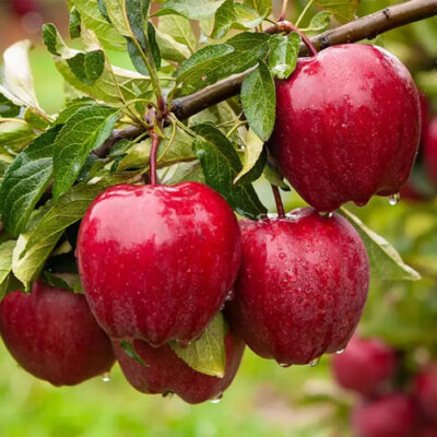 APPLES HONEYCRISP – 80 PC