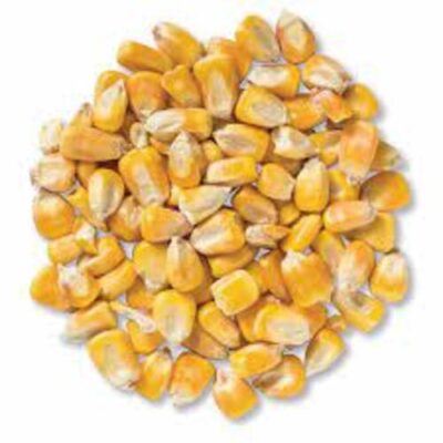 CORN (WHOLE) – 48 PC