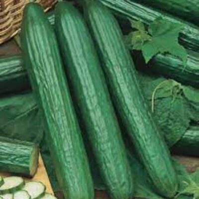 CUCUMBERS LONG ENGLISH – 12 PC