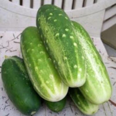 CUCUMBERS WHITE SPINE – 25 LB